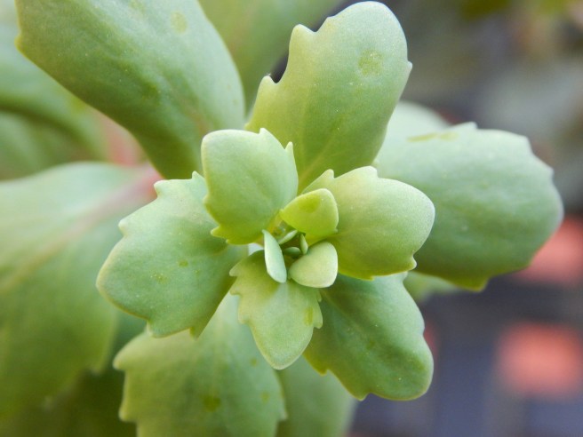 Yard work--Fisheyes and Magpies