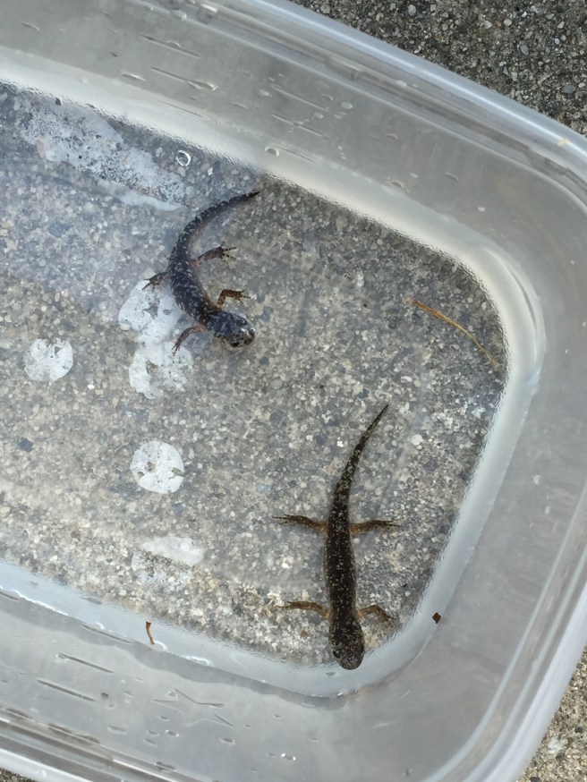 Salamanders